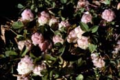 trifolium